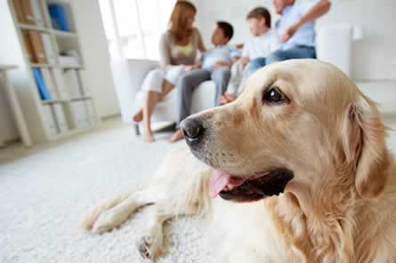 holiday homes with pets